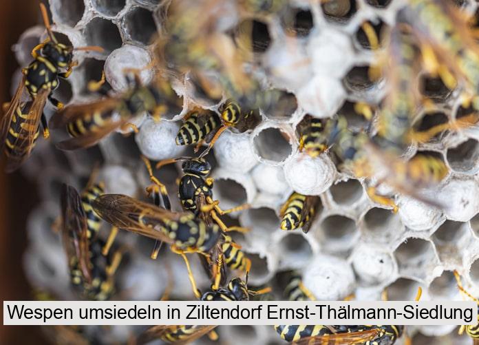 Wespen umsiedeln in Ziltendorf Ernst-Thälmann-Siedlung